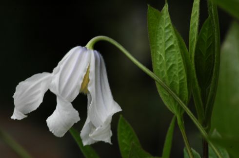 Clematis 'TWINKLE'